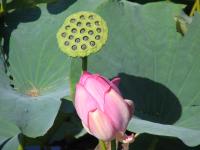 Albums/20060800-China Aug 2006/20060804-Shenyang University/46